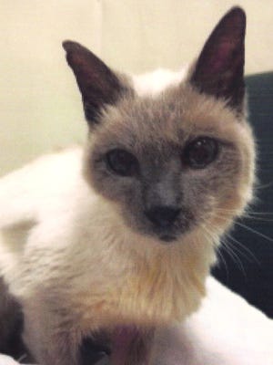 This undated image provided by the Guinness World Records shows Scooter, a 30-year-old Siamese cat owned by Gail Floyd of Mansfield, Texas. Scooter, who turned 30 on March 26, 2016, died before his owner learned that Guinness had dubbed him as the world's oldest.