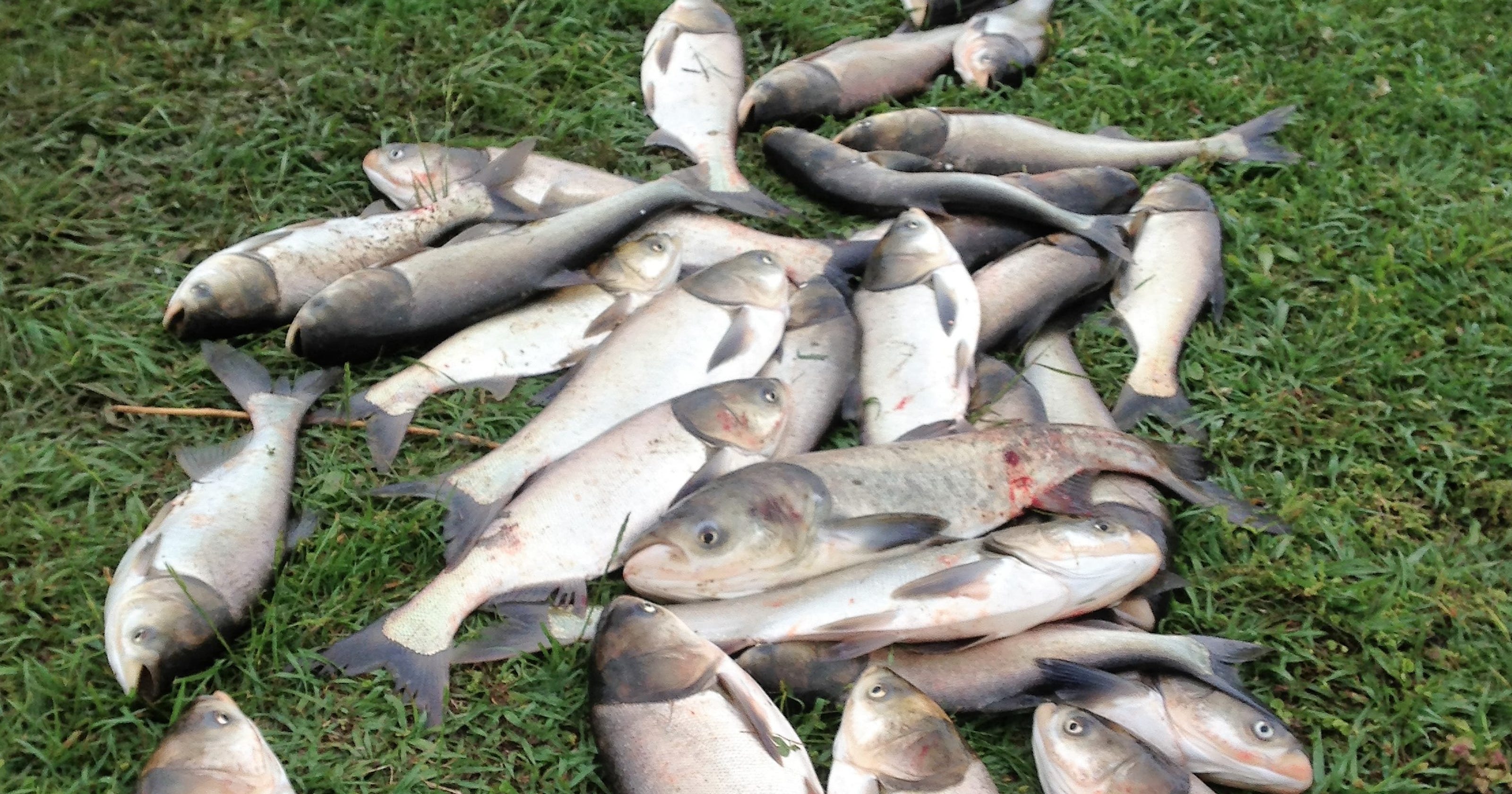 Asian carp meeting set for May 24