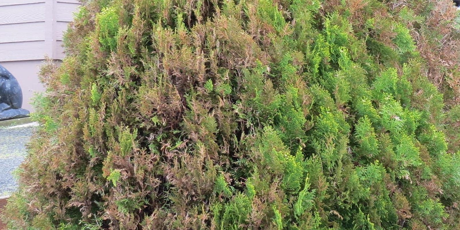 What's behind die back, brown patches in arborvitaes?