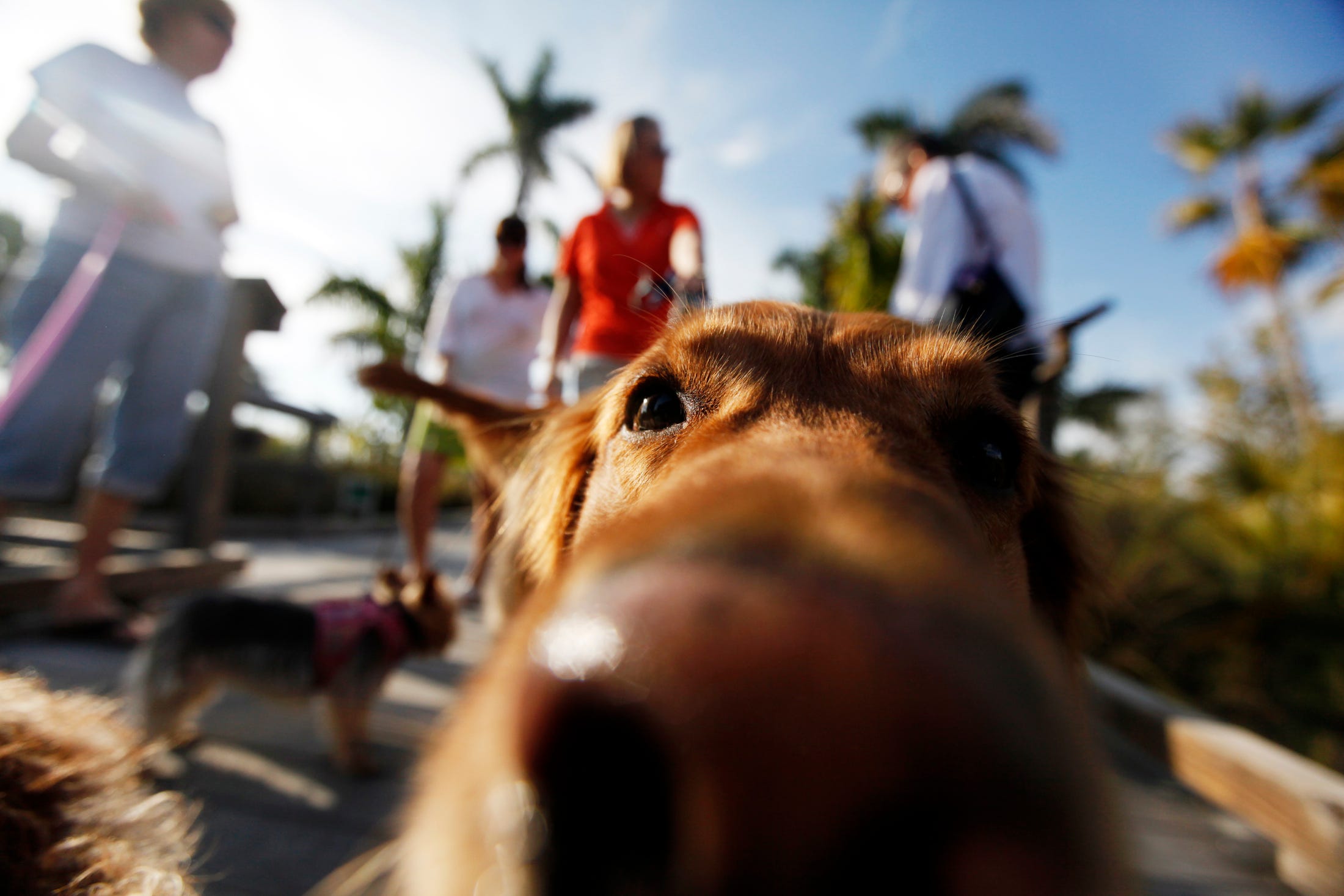 lawn chairs for dogs