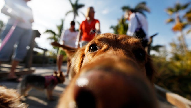 Lambeau, a six-year-old Golden Retriever belonging to Lisa Howard of Marco Island, investigates the camera as his owner chats with friends at the Naples Botanical Garden. The botanical gardens welcome dogs every day during August.