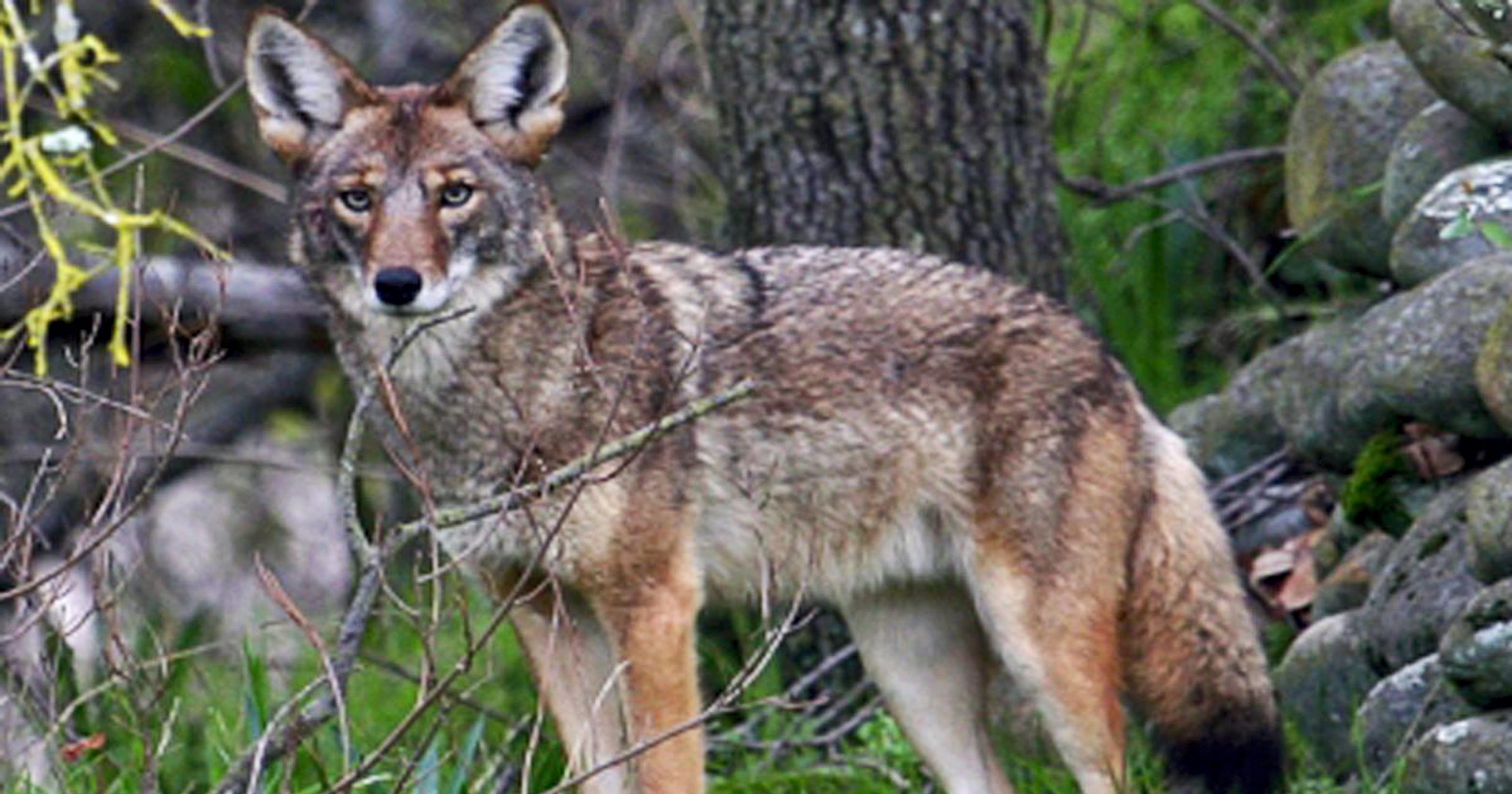 Coyotes in York County raise concern on Facebook