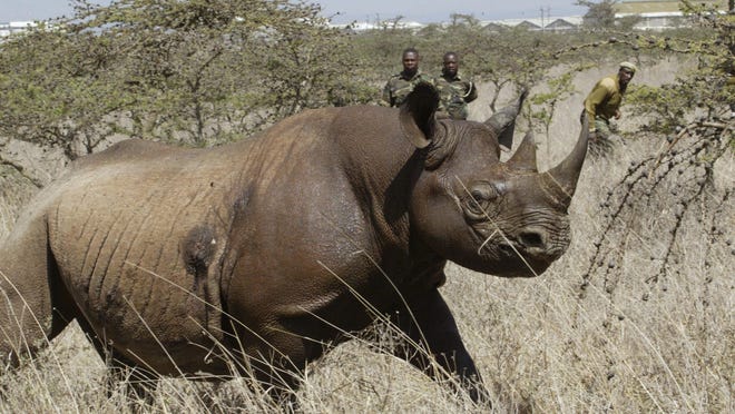 Officials in Africa say poachers target rhinos at wildlife preserves, such as this one at Nairobi National Park. Last week, a man poaching rhinos in South Africa was killed, officials say, by an elephant and his remains were eaten by lions.