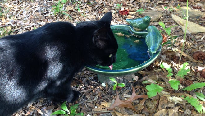 It’s important to make sure your pets have plenty of water available.