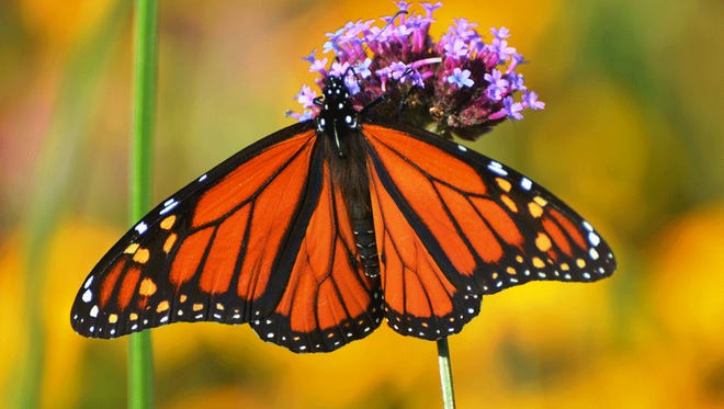 Adult monarchs need flowering plants for nectar across the growing season. Prairie phlox, choke cherry and prairie lily are among early season nectar plants.
