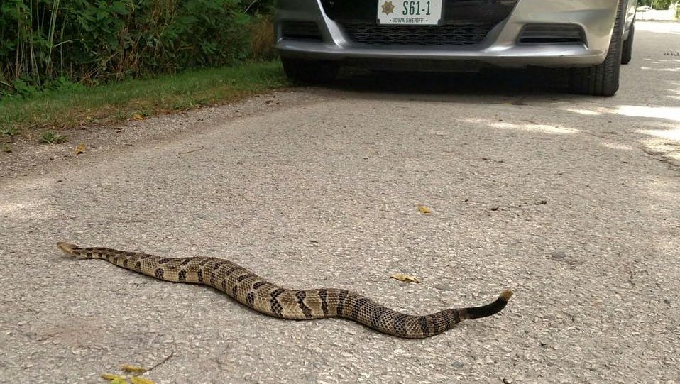 Iowa sheriff spots large, venomous snake in middle of the road