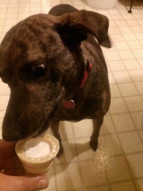 Facebook Dyer County Dog Rescue Facebook Dyer County Dog Rescue