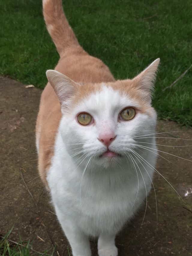 Tapeworms In Cats Are Treatable See Your Vet
