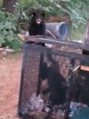 Two City of Gatlinburg employees stumbled upon a baby bear trapped in a dumpster Monday morning.