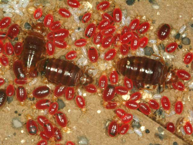 Bed Bugs Disappeared For 40 Years Now They Re Back Here S What