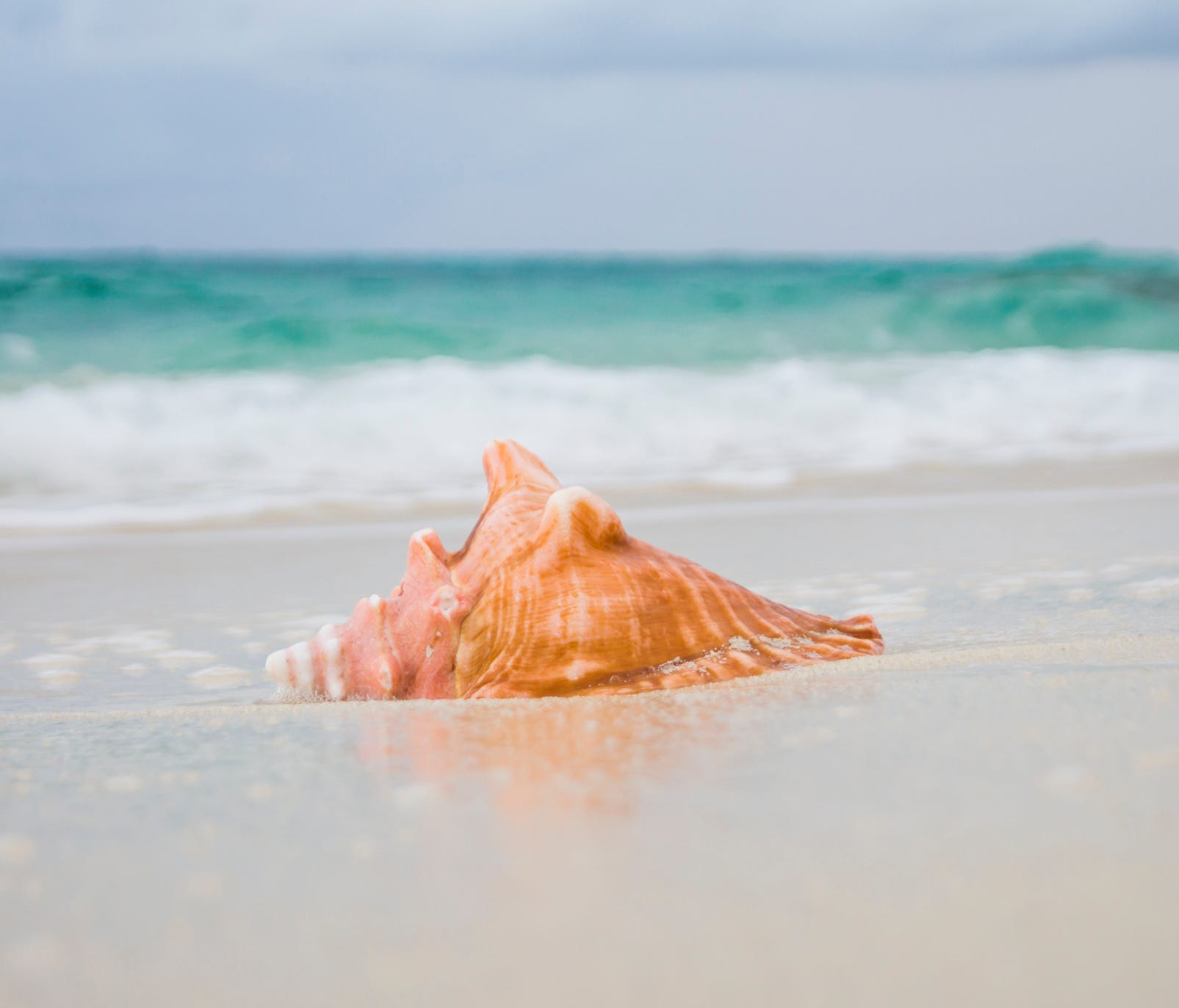 It is illegal to take conch shells with living organisms from Florida beaches.