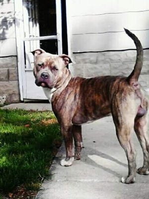 Bruzer, a 6-year-old pit bull, is in intensive care in Columbus after being shot multiple times.