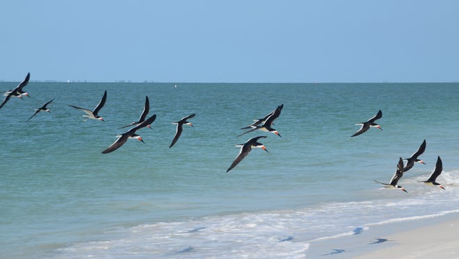 Black skimmers are coming to Lovers Key in large numbers and some are now displaying mating activity.