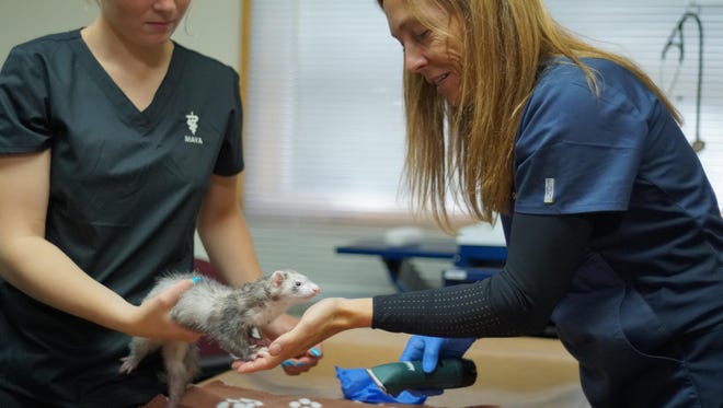 Dr. Michelle Oakley treats a ferret on the Nat Geo series “Yukon Vet.”