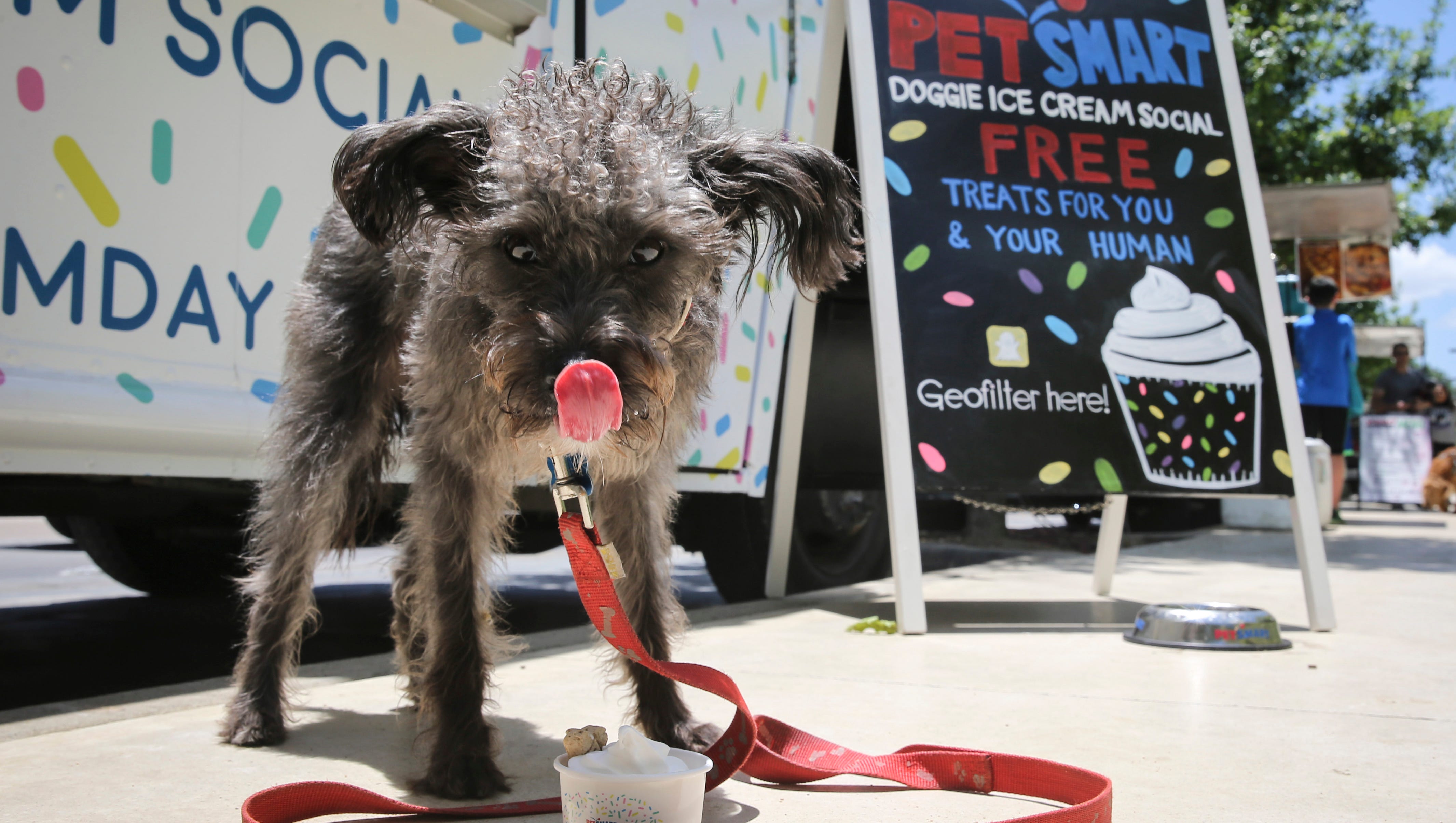 These photos of dogs eating doggie ice cream at PetSmart popups are