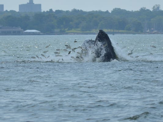 More Whale Sightings In Long Island Sound