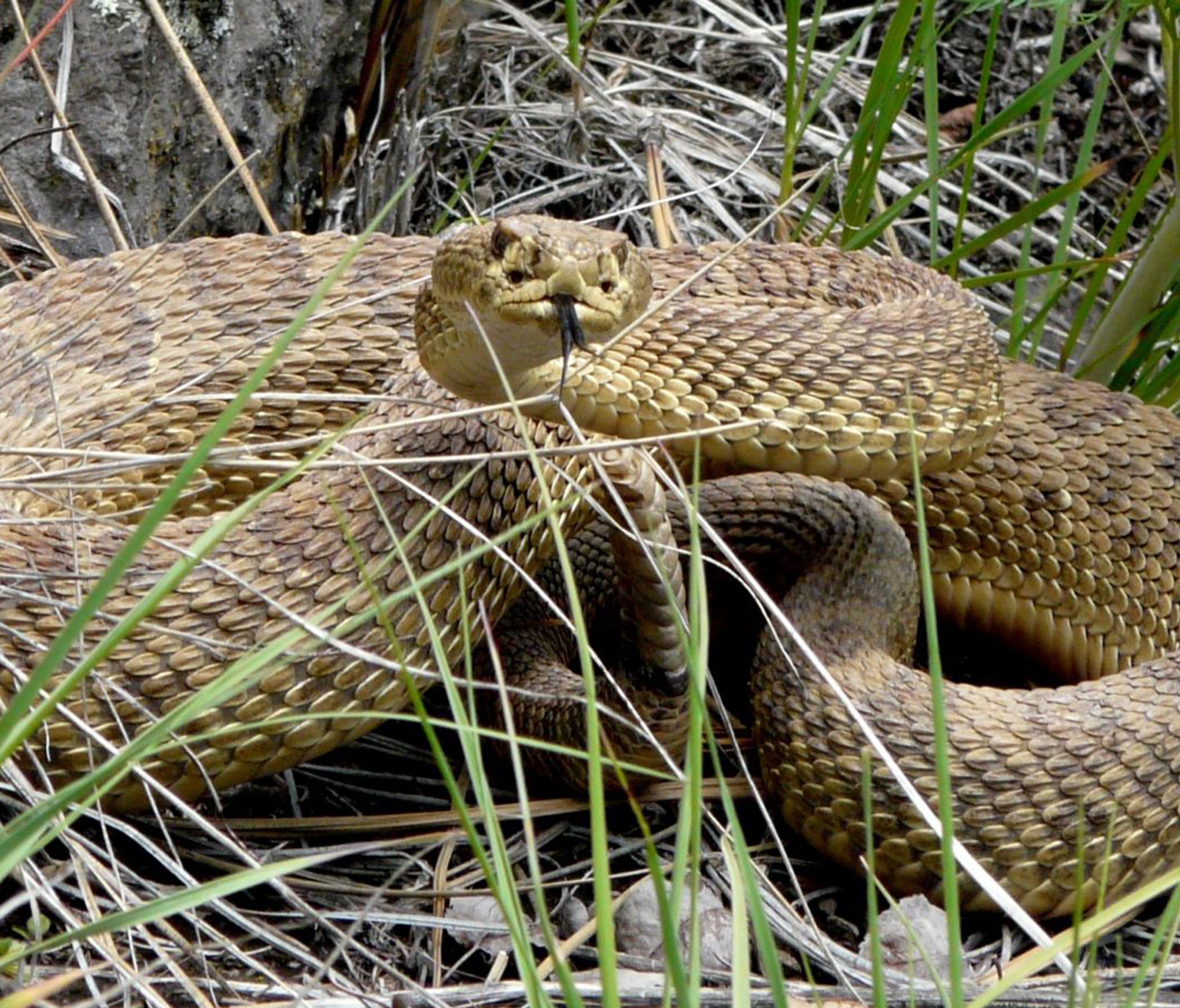 This prairie rattlesnake, its rattle to the right below its head, was spotted in the east Missoula area of Montana.