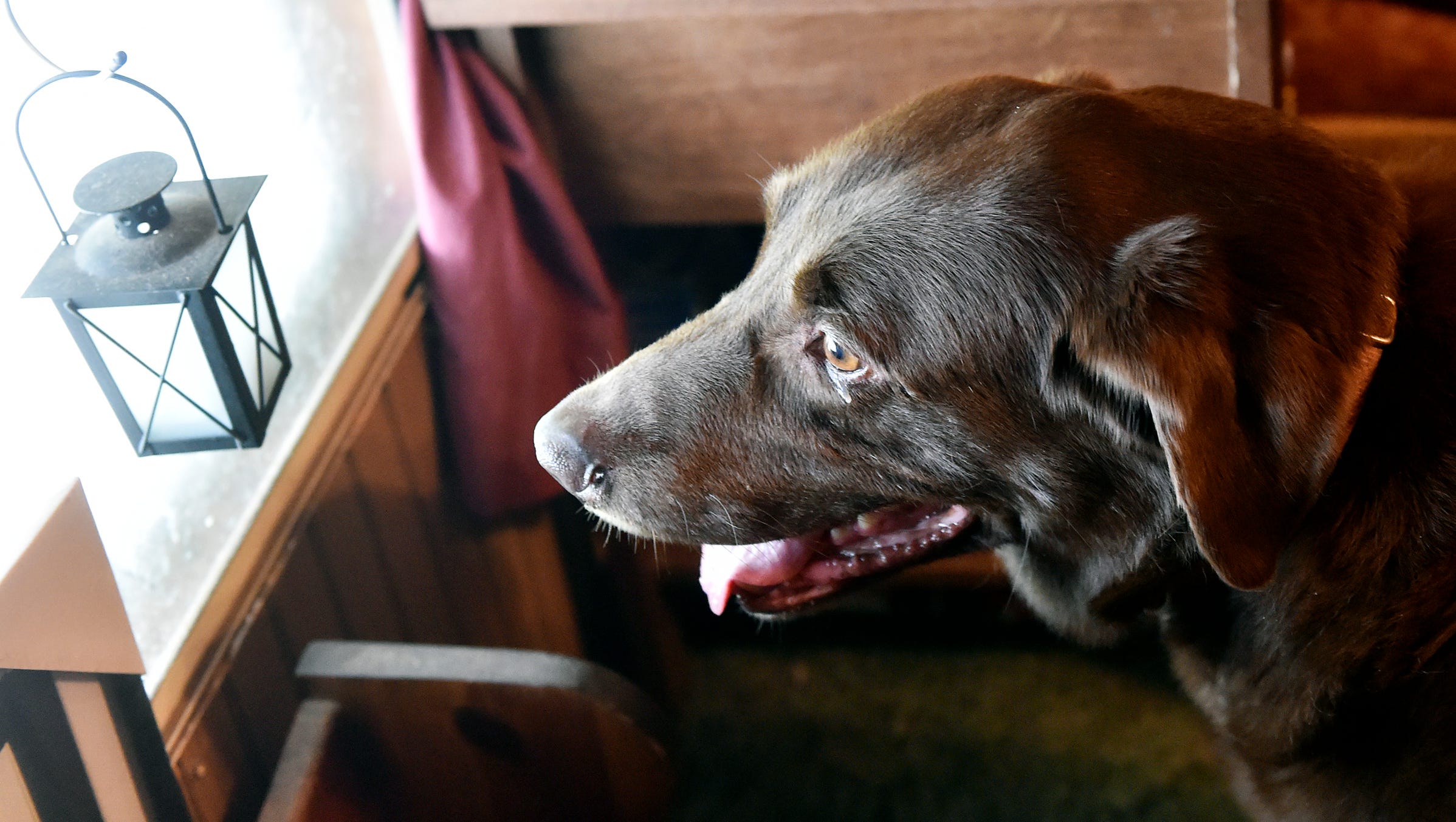 Dangerous Dogs Cost Owners Thousands In Pa