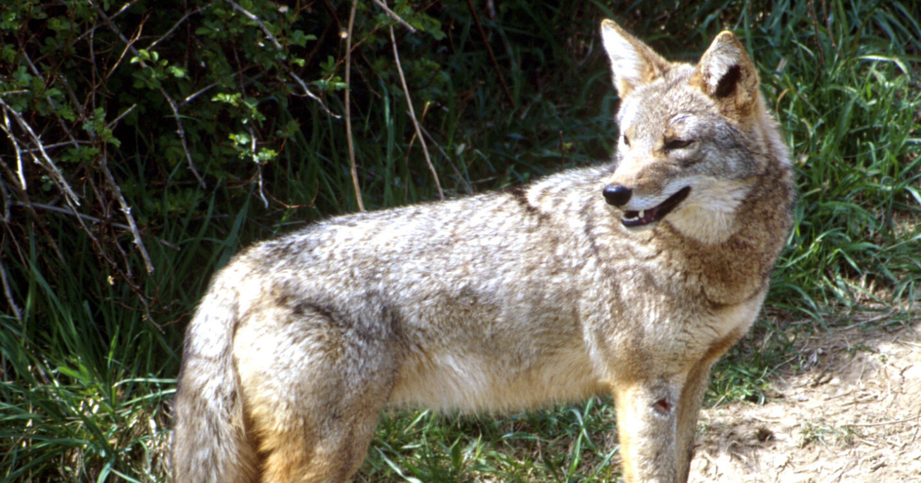 Coyotes: Looking for love, your house pet