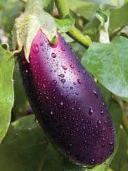 Eggplant is full of valuable nutrients and is part of the cuisine of many countries.