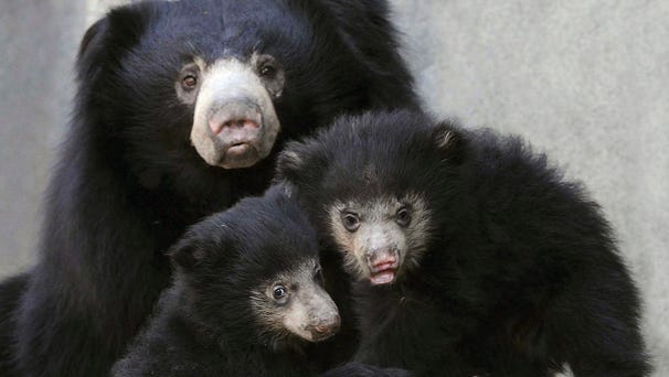 A sloth bear and cubs.