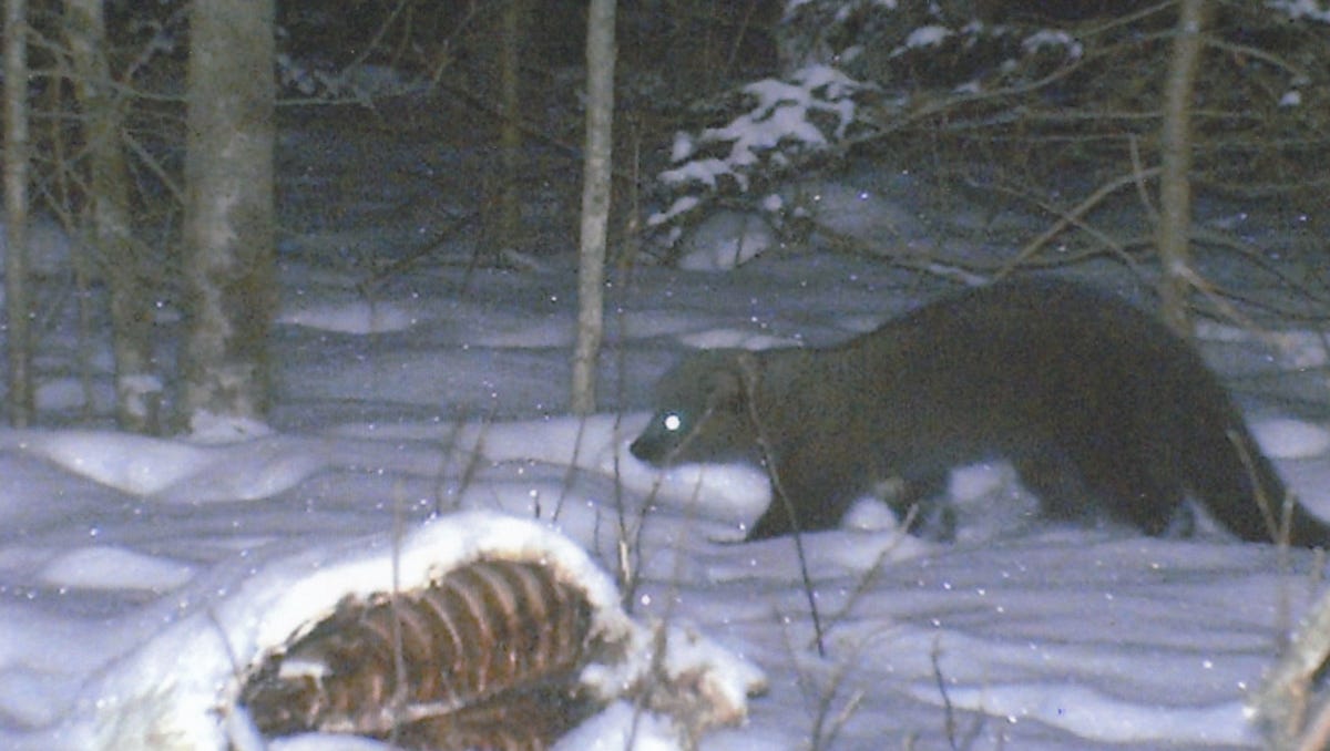 fishers-in-wisconsin