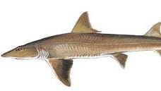 Spiny dogfish shark