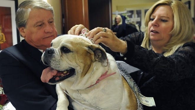 Owner Craig Goodwin and Rhonda Hagans get rescue dog Sunny ready for the guest appearance at the Fur Ball hosted by the Licking County Humane Society on Saturday, Nov. 15, 2014 at the Double Tree by Hilton Hotel in Newark. Sunny was adopted from LCHS.