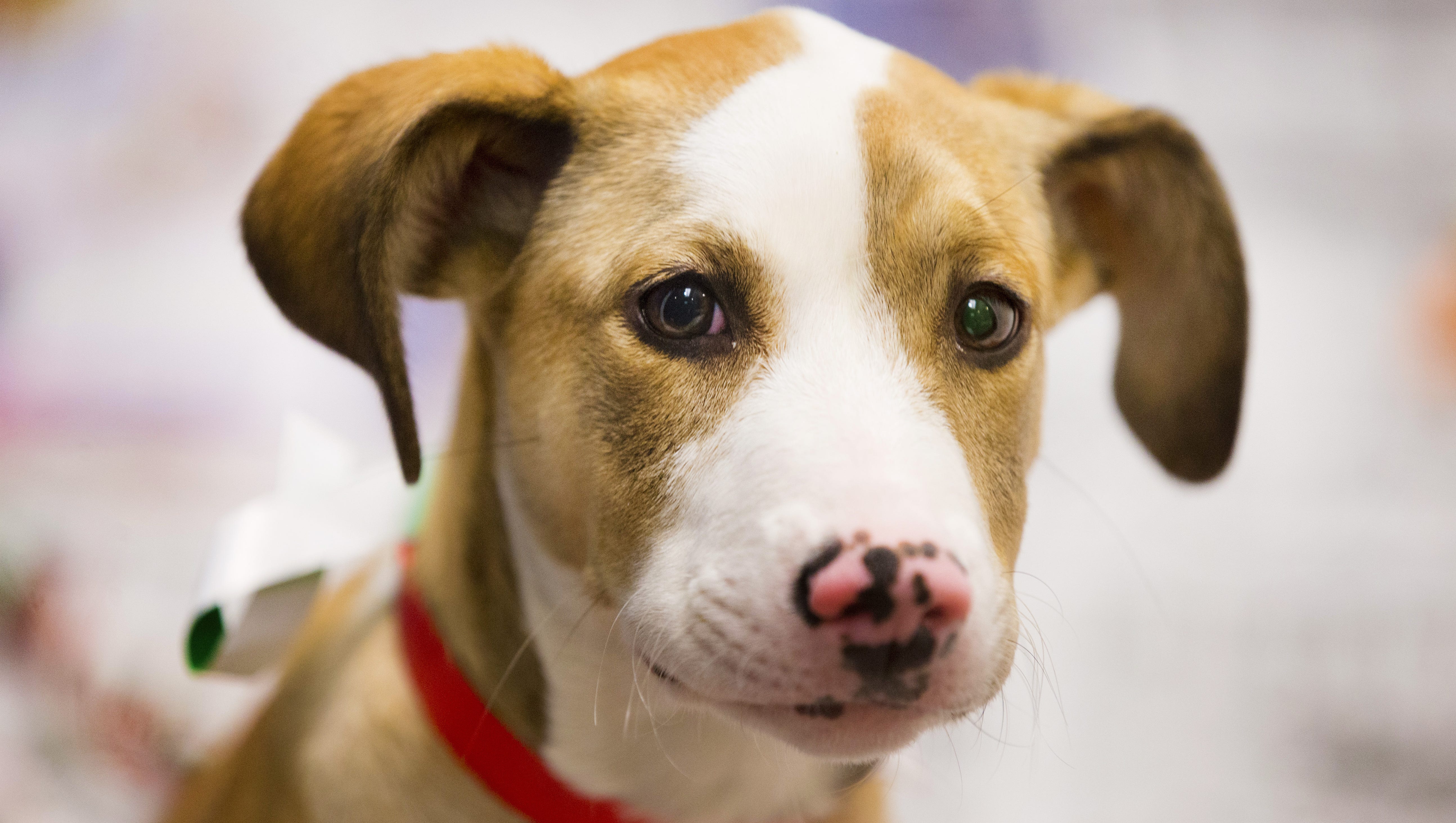Thousands sign petition opposing closure of Mesa animal shelter