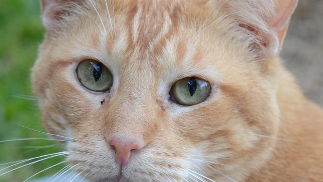 Two Arkansas duck hunters wound up on the wrong side of the law after shooting house cats.