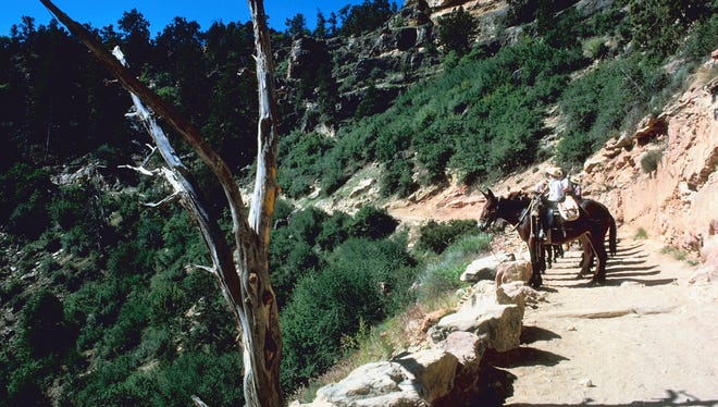 Here's Maggie Robinson trekking through the Grand Canyon on a mule. OK, I'm making that up. This is a stock photo. But it's still the Grand Canyon and mules!