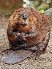 A possibly rabid beaver attacked a paddle boarder on Beaver Lake Friday afternoon.