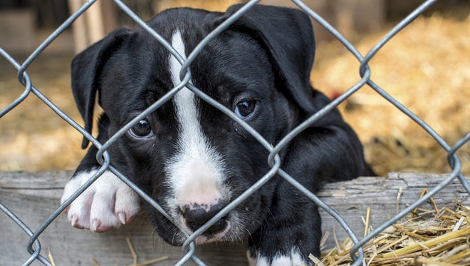 Stock photo of a caged puppy waiting for adoption