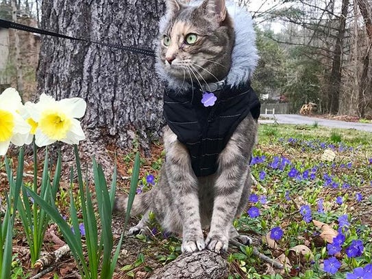 Emmy Lou sports a winter coat.