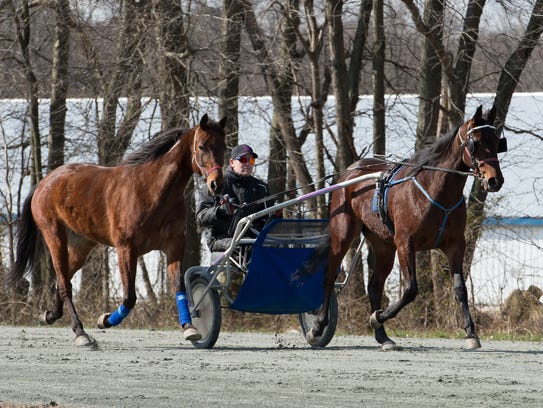 Steven Nason of Freedom, New Hampshire, on the practice track with Monkey and Geremel Hanover, both standardbred horses, at Track View Farm in Hartly.
