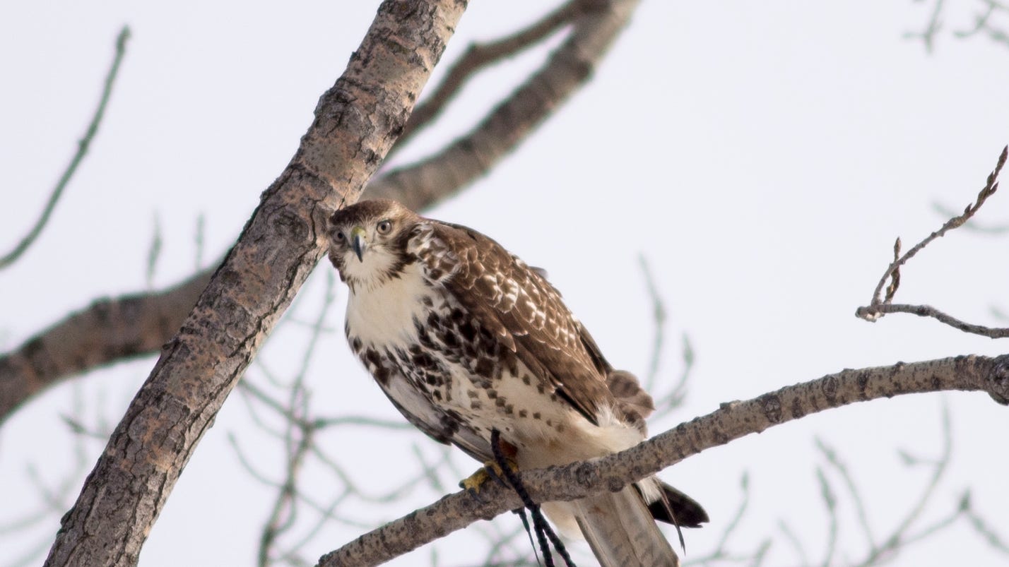 Predator and prey Michigan falconers use birds to hunt