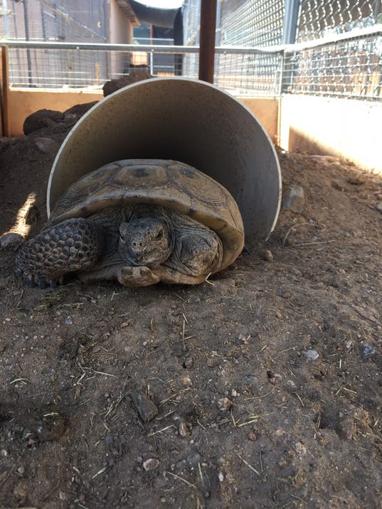 Tripod, three-legged desert tortoise