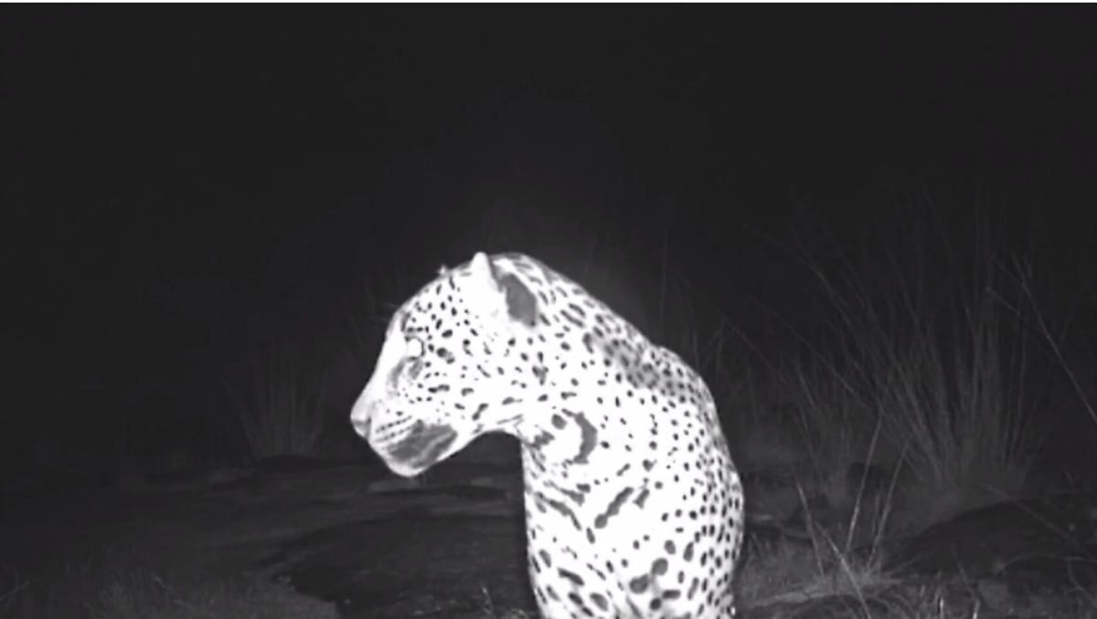 1st Female Jaguar In Arizona In 50 Years Camera Captures Video