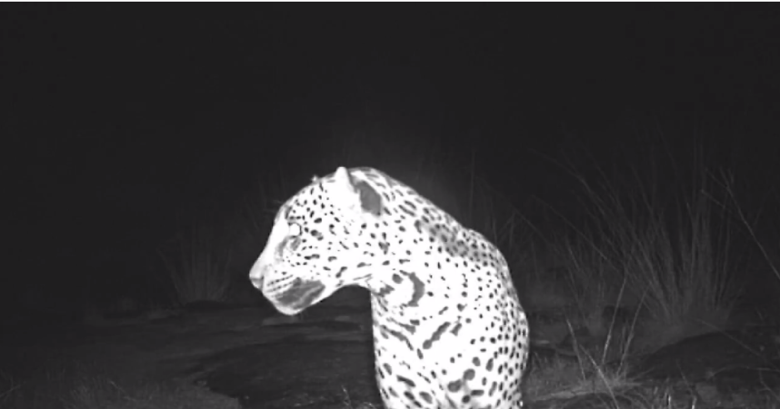 1st Female Jaguar In Arizona In 50 Years Camera Captures Video