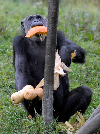 "Tanya," a 26-year-old chimpanzee, eats part of a pumpkin