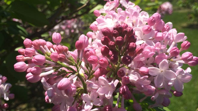 Lilacs are starting to blossom at Highland Park.