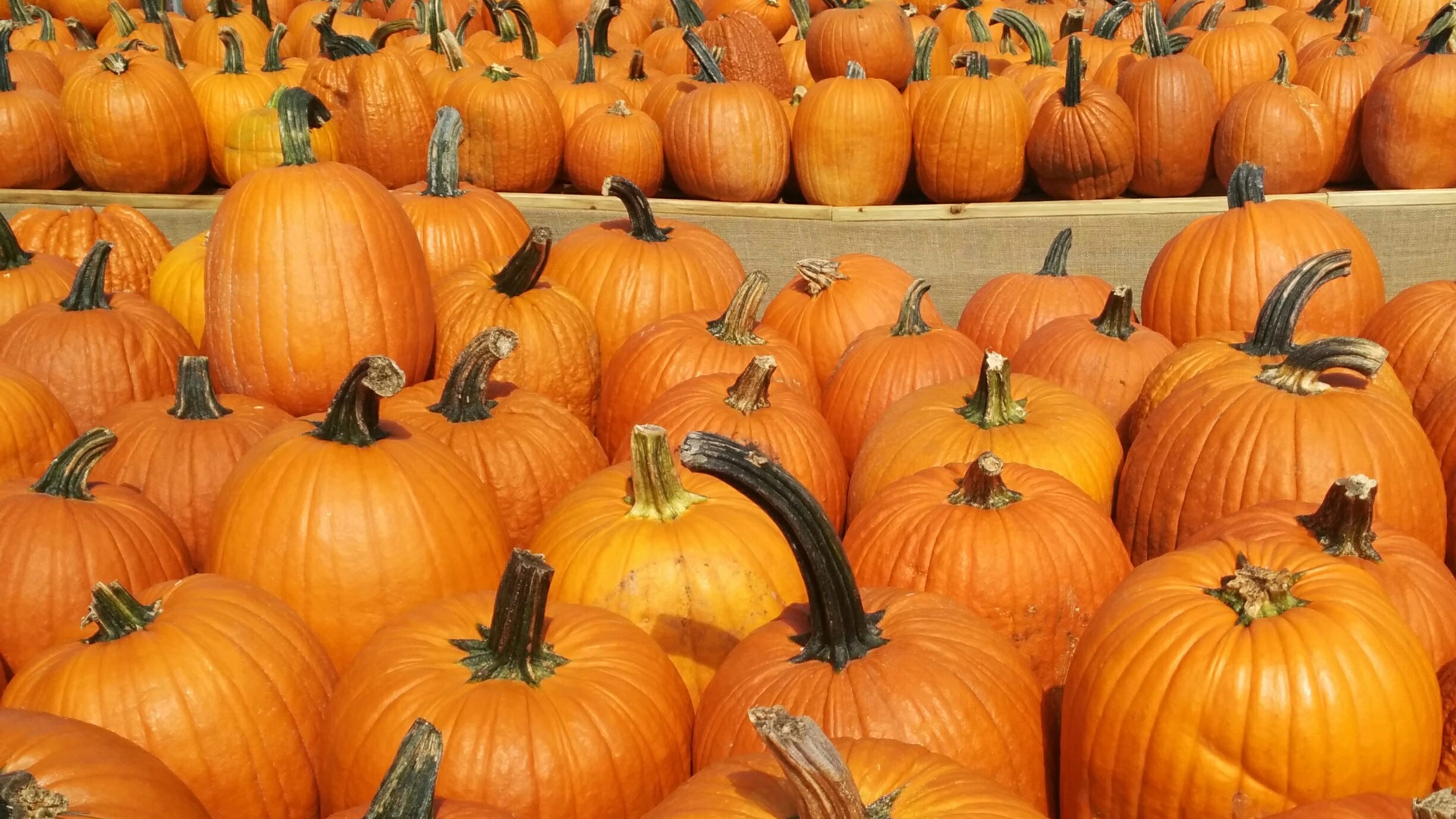 pumpkin picking in new jersey monmouth county