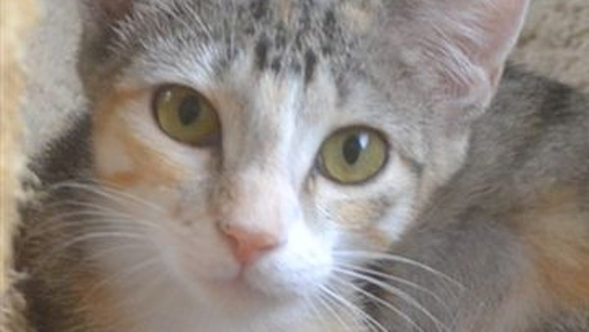 Feral Cats Creating Havoc In Shreveport