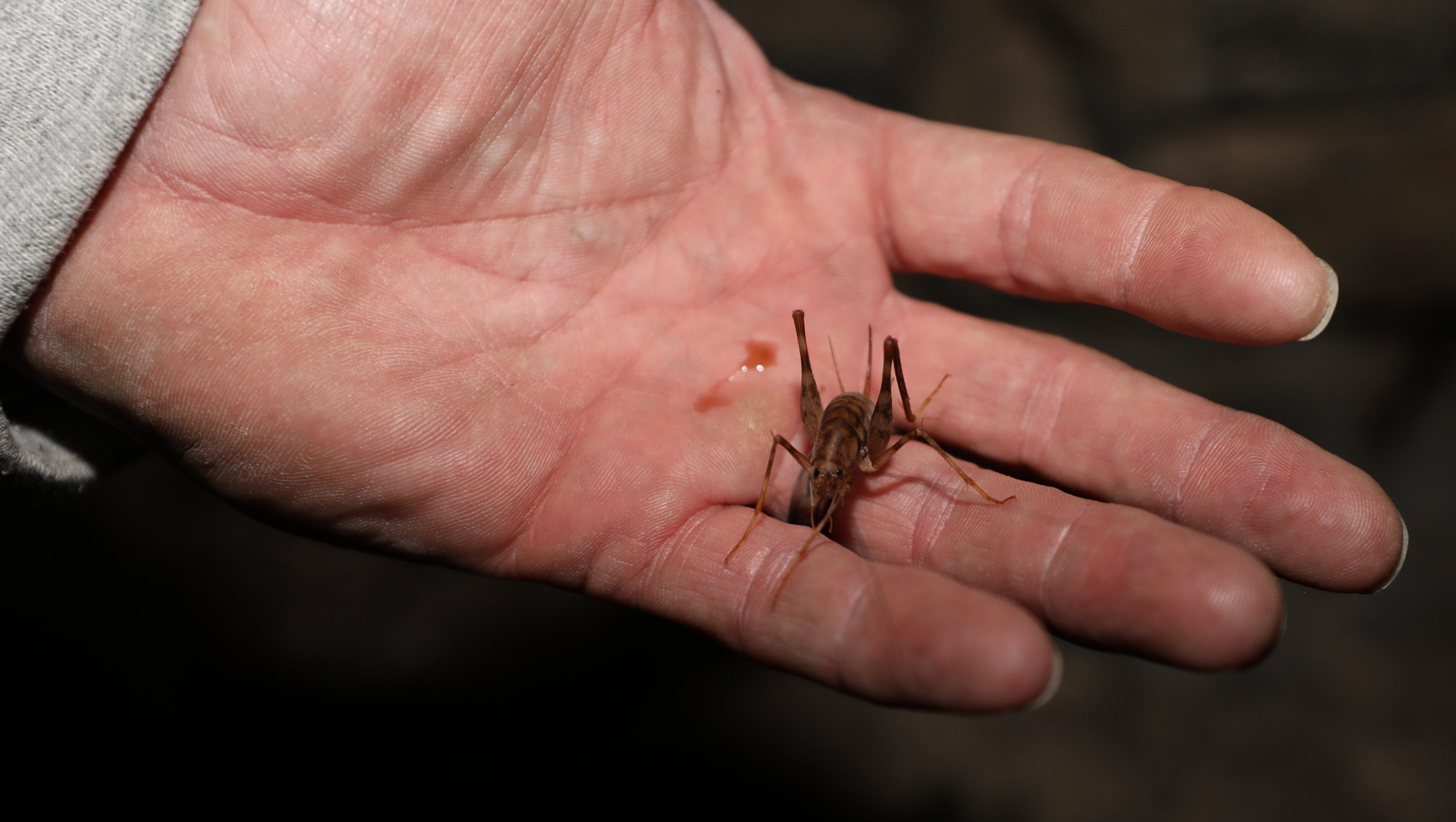 Jim Horton, owner of Quality Pro Pest & Wildlife Services, checks for camel crickets in a crawl space under a home in Mamaroneck, Nov. 1, 2017.