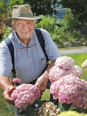Hydrangea expert Mal Condon talks about how to grow bright colored hydrangeas.