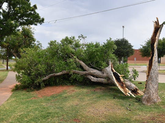 A large tree in Wichita Falls split and fell over after heavy storms. A dry or damaged tree next to a house can cause severe property damage. Homeowners are advised to check and trim trees that are near buildings.