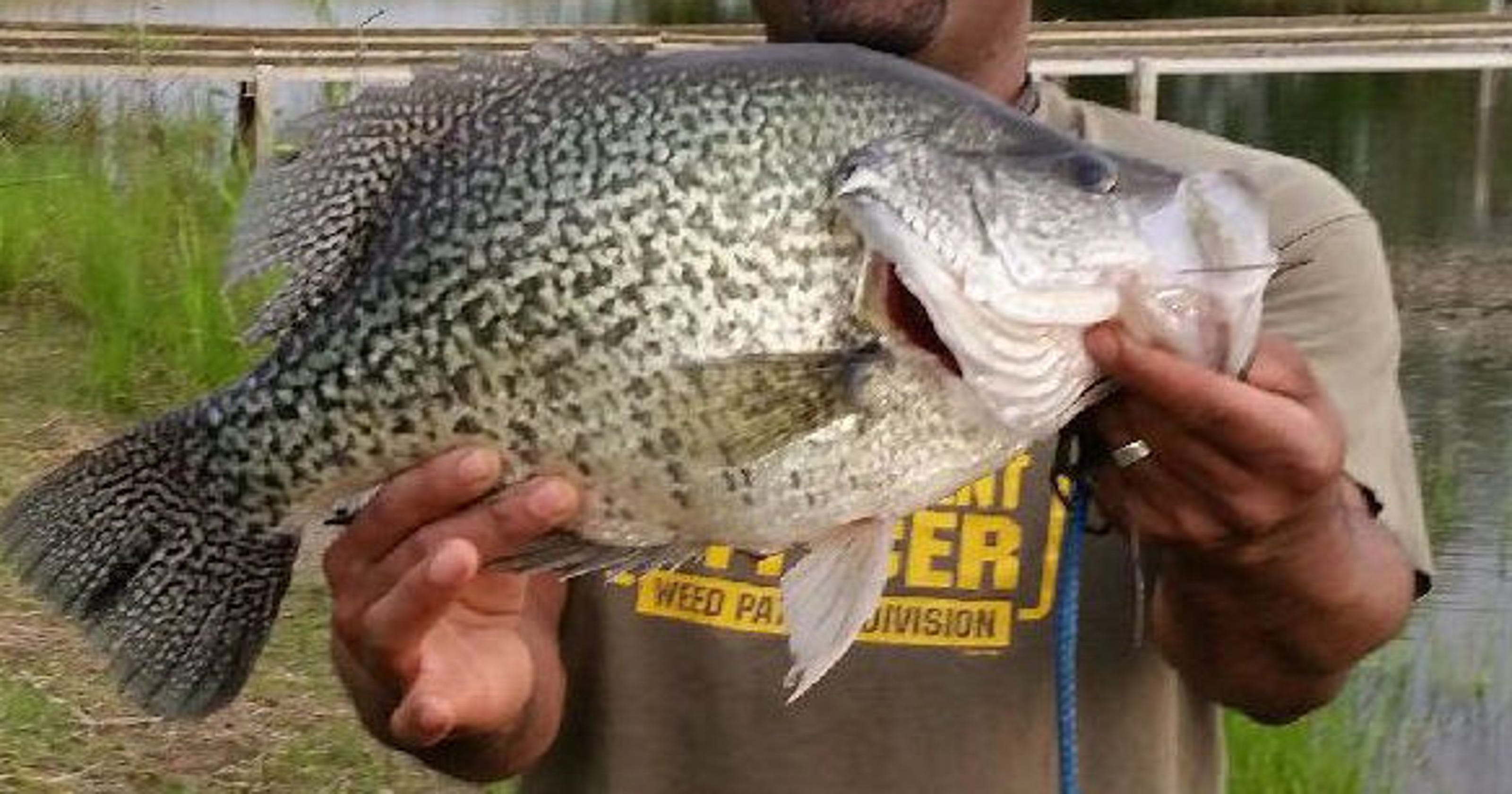 Fishing in Tennessee World record black crappie caught in Loudon County