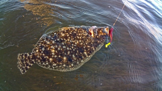 Summer flounder rules may be changing.
