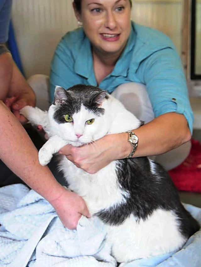 Fat Cat Slims Down With Water Treadmill