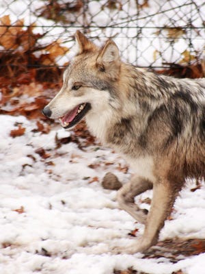 Flynn and Ryder, the two Mexican gray wolves who arrived in Battle Creek in 2016, have been set up with mates.